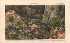 FLECHTEN  Flechte LITHOGRAPHIE  um 1900  Säulenflechte Isländisches Moos