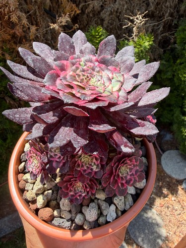 Aeonium straight flush - straight,