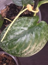 Scindapsus Blue Splash *WET