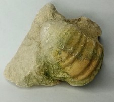 Versteinerte Muschel im