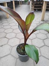 Ensete ventricosum Maurelli