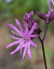 Kuckuckslichtnelke, Lychnis flos cuculi, 160 Samen, rot, mehrjährig