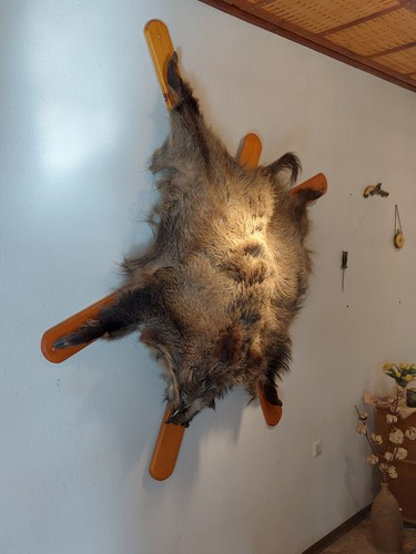 Wildschweinfell von einem