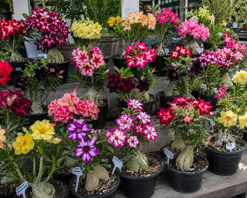 Adenium obesum samen - obesum,