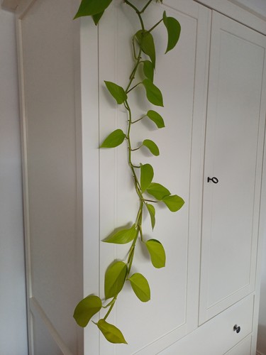Efeutute epipremnum aureum - efeutute;,