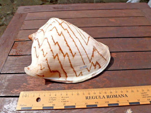 Grosse cymbiola nobilis - #,