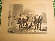 dap Nicolaes BERCHEM (1620-1683) GRAVUR XVII KÜHE SCHAF HOLLAND 1700