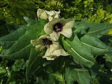 Schwarzes Bilsenkraut Hyoscyamus niger Henbane Hexenkraut für Flugsalben