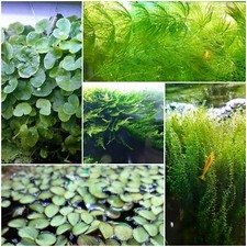 Pflanzenpaket GARNELENTRAUM #1