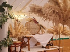 Pampasgras Mittelstück -