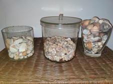 Große Sammlung Muscheln