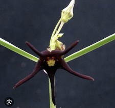 Brachystelma Sp. XXL Caudex Aus Asien