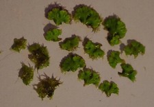 🐠🐟 15x Ricciocarpos Natans (Schwimmlebermoos) Wasserpflanzen Aquarium Teich 🍀