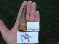 riesiger Zahn vom Spinosaurus aegyptiacus aus Marokko