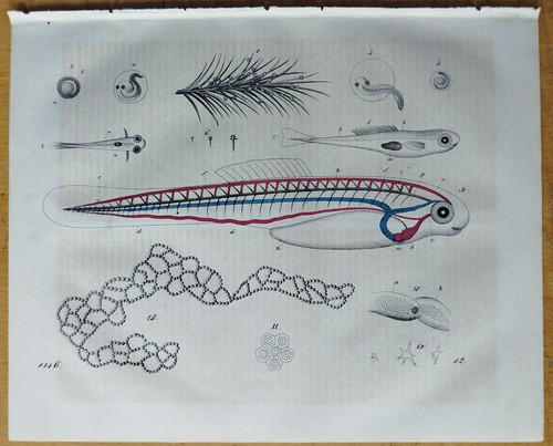Fisch entwicklung buch der - entwicklung,