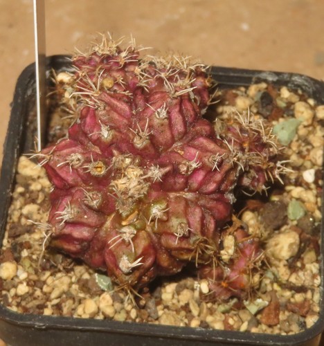 Gymnocalycium rex t lux - cv, t-rex