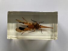 Laternenträger Mini Biester Hachette echte Insekten Präparate in Acryl Insekt
