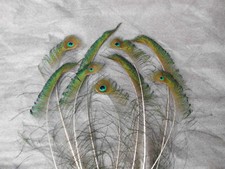 10  Pfauenfedern, Fahnenfedern   40  cm