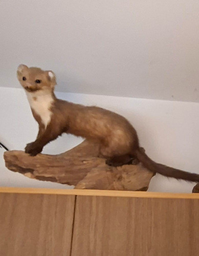 Steinmarder wildtier figur - steinmarder, wildtier-figur