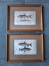 2x Alte antike Fischbilder