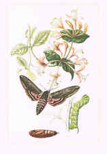 Ligusterschwärmer Sphinx ligustri Farbdruck von 1959 Nachtfalter Lepidoptera