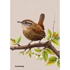 Postkarte Vogel. Zaunkönig