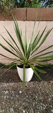 Yucca Yukka  Palme Gloriosa