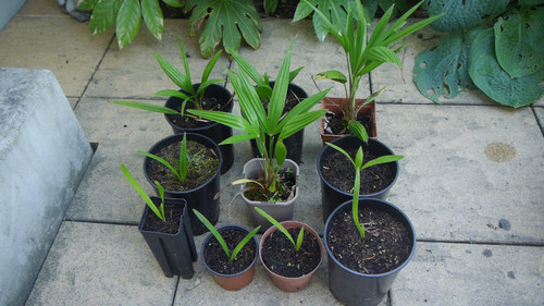 Trachycarpus fortunei - 10,
