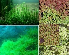 Teichpflanzen Mix Set