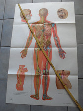 Menschliche Anatomie