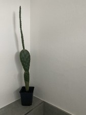 Schöner Kaktus Die Zimmerpflanze Zum Abbeißen