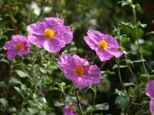 Cistus incanus samen - incanus, 30+