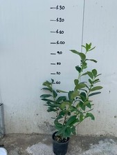 50 LAUROCERASO LAUROCESASUS