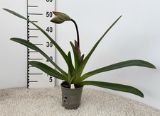 Seltene Kreuzung! Paph