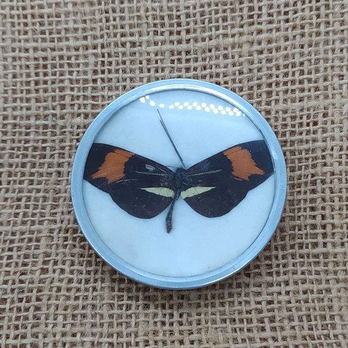 Antikes echtes schmetterling - antikes,,