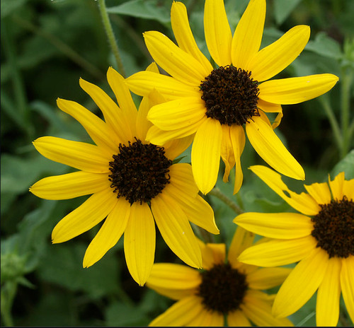 🌻🌼10+Strand