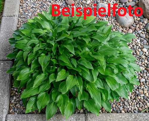 Lanzenblatt funkie hosta - lanzenblatt-funkie,