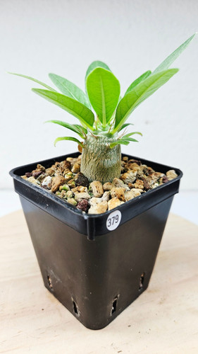 Pachypodium lealii ssp