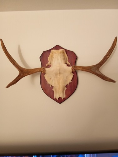Elch geweih trophäe - elch,