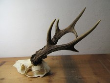 Kapitales Rehgeweih 337 g