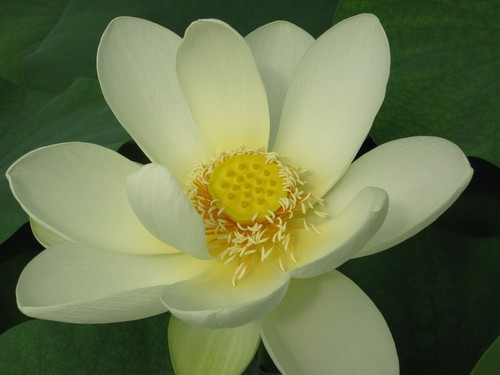 Lotosblume nelumbo gelb - lotosblume,