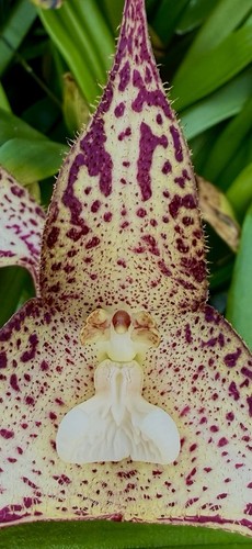 Dracula species camouflage - dracula,