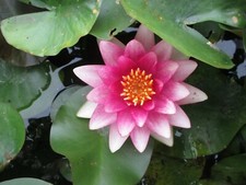 Teichpflanzen Sortiment mit 25 Pflanzen  und einer Seerose