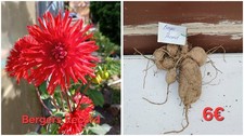 Gartenblumen Dahlien Knollen viel Sorten 4-7€