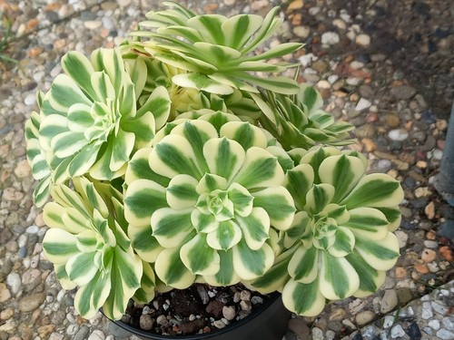 Aeonium maybach - aeonium,