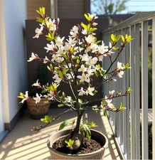 2x winterharte Felsenbirne-Bäume schnellwüchsige Pflanzen für den Garten