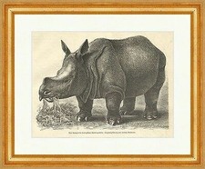 Das Nashorn im Zoologischen Garten zu Köln L. Beckmann Tiere Holzstich E 12810