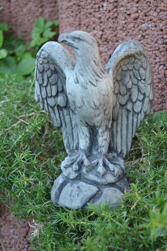 Kleiner adler falke - adler,, habicht