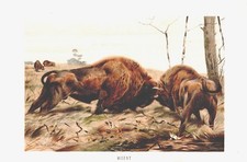 kämpfende WISENT Bison