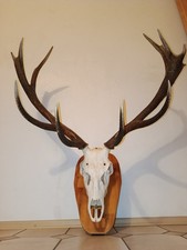 Hirsch Trophäe aus rumänischer Wildnis